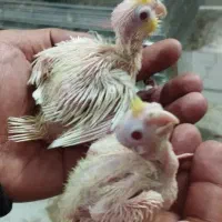 عروس هلندی جوجه لوتینو سخنگو