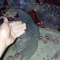 ظروف پذیرایی میوه شیرنی|ظروف سرو و پذیرایی|نیشابور, رنج آباد|دیوار