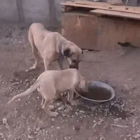 سگ ماده عراقی