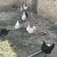 مرغ گلین|حیوانات مزرعه|چهاردولی, |دیوار