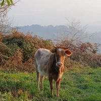 تلوم تنکابنی|حیوانات مزرعه|لاهیجان, لیل|دیوار