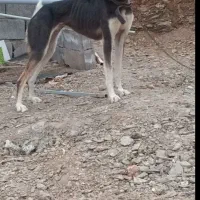 سگ تازی شکاری معاوضه با سگ