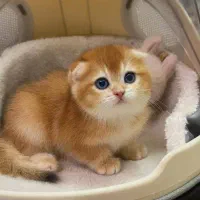 مجموعه پرورش گربه شجره دار اصیل ، تربیت شده