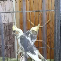 عروس هلندی 5ماهه