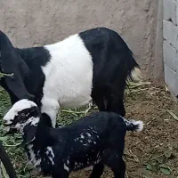 بز با بزغاله