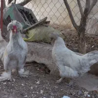 پاپری برهما خروس محلی|حیوانات مزرعه|پاکدشت, پاکدشت (مامازند)|دیوار