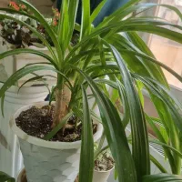 گل طبیعی اشک‌ملکه