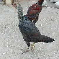 لاری