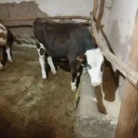 گوساله سیمیتال