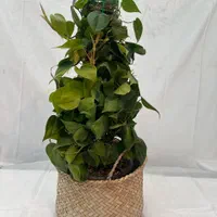 سبد حصیری با قیمت مناسب|صنایع دستی و سایر لوازم تزئینی|مشهد, رضاشهر|دیوار