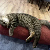 اسکاتیش دبل فولد|گربه|تهران, فردوس|دیوار