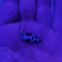 ماهی ابشور اکواریوم|ماهی|تهران, جوادیه تهرانپارس|دیوار