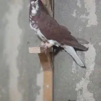 دوتا شهری زرنگ|پرنده|شیراز, کوشک میدان|دیوار