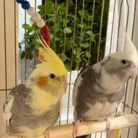 عروس هلندی جفت