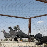 کفتر، کبوتر کشکی