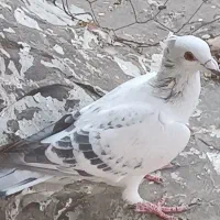 شامی کاکلی کرمونی