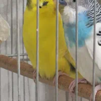 مرغ عشق مولد.نفچ