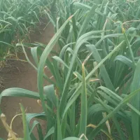 سیر سبز، خوراکی،طبیعی