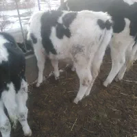 گوساله نر|حیوانات مزرعه|مود, |دیوار