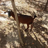 بز دورگ|حیوانات مزرعه|حمیدیا, |دیوار