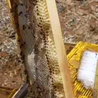 گلاب عسل کشمش|عمدهفروشی|سنندج, |دیوار