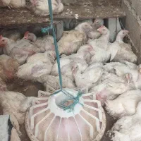 مرغ گوشتی ار گانیک 320