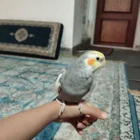 عروس هلندی خیلی دستی|پرنده|قم, باغ شازده|دیوار