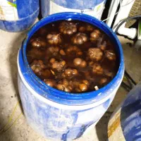 سیر ترشی ۷ساله