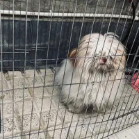 واگذاری سگ|سگ|هشتگرد, شهرک وحدت|دیوار