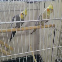 جفت طوطی عروس هلندی