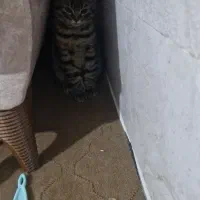 گربه گوگولی|گربه|نیشابور, مدرس|دیوار