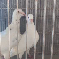 جفت کبوتر سفید|پرنده|فریدون‌کنار, |دیوار