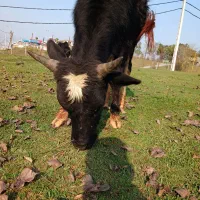 دو راس ورزا سرشاخ میزان|حیوانات مزرعه|سیاهکل, |دیوار