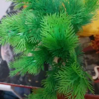 آکواریوم شیشه خم|ماهی|بافت, |دیوار