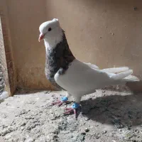 طوقی الماسی