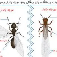 سمپاشی مورچه بالدار|خدمات نظافت|کیش, |دیوار