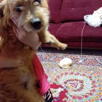 واگذاری سگ نژاد شیتزو تریر