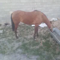 خرید فروش اسب