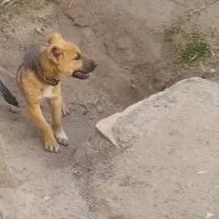 سگ دستی ۴ماهه