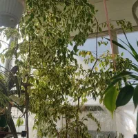 گل بنجامین ابلق