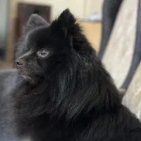 سگ پامرین خاص و کمیاب ترین رنگ موجود در ایران|سگ|تهران, زنجان جنوبی|دیوار