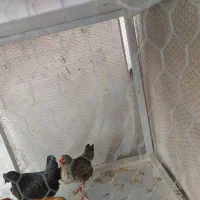 مرغ تخم گذار