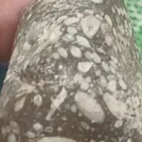 سنگ‌فسیل‌