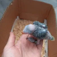 طوطی ملنگو نر