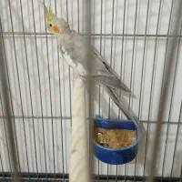 عروس هلندی|پرنده|بم, |دیوار