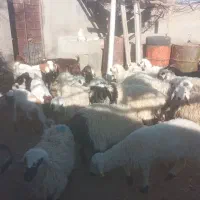 گوسفند فروشی|حیوانات مزرعه|خوسف, |دیوار