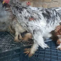 برهما گله مرغ و خروس جوجه برهما فیروزآباد فارس|حیوانات مزرعه|شیراز, شهرک سراج|دیوار