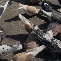 کبوتر کفتر سرور هما پشت زرد شازده شمرونی|پرنده|تهران, نارمک جنوبی|دیوار