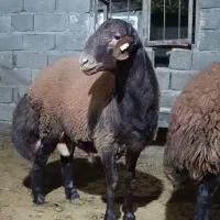 بره قوچ همو و هترو ،قوچ همو