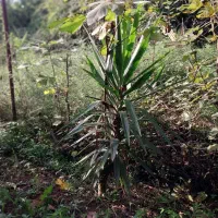 یوکا چند ساله|گل و گیاه طبیعی|رشت, حومه رشت|دیوار